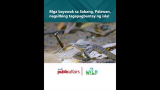 Mga bayawak sa Sabang, Palawan, nagsilbing tagapagbantay ng isla! #shorts | Born to be Wild