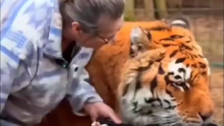 Chú mèo cam được bà nuôi lớn, khỏe như hổ vậy!