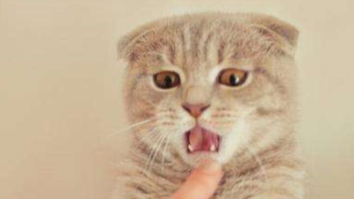 Apa penyebab kucing membalikkan badan dan menggigit seseorang saat sedang masturbasi?