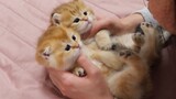 Hewan|Menyayangi Kucing Kecil dengan Gila