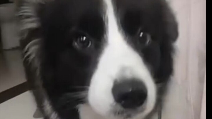 Border Collie: Is this the last meal?