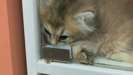 Nhân viên cửa hàng: Nó hơi bị cảm nhẹ.