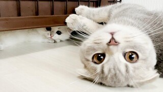 Discover the kitten Leo safe zone!