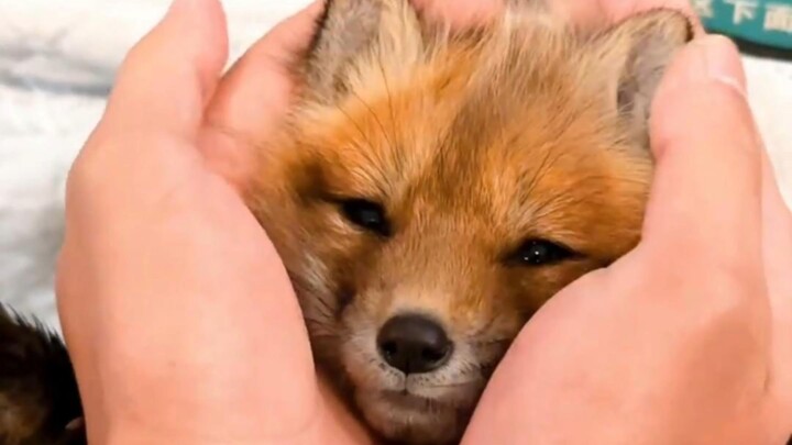 A red fox cub turns into a cute little whiner the moment its tail is touched.