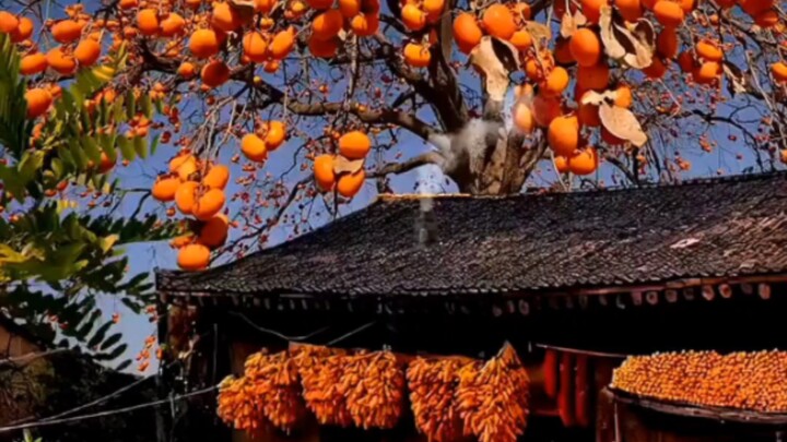 Big data doesn’t send random recommendations—when you stumble upon this persimmon tree, don’t say I 