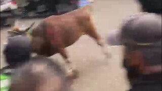 sapi qurban nya lepas