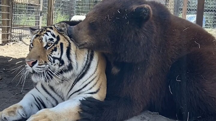 Không có gì vui hơn là được vuốt lông mèo!