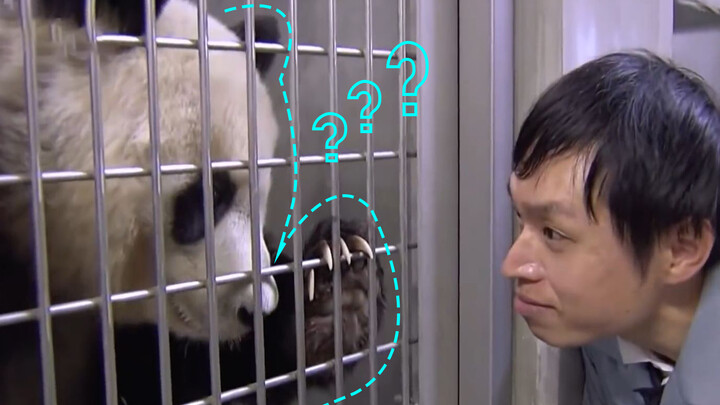 Kontrak 20 tahun sudah habis, Panda di Kobe akan dipulangkan ke China.