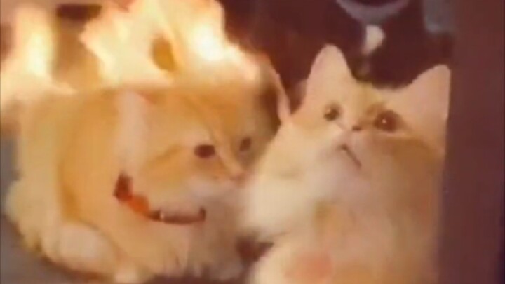 Api suci bersinar terang, cahaya suci berkilau gemilang, semua muridku, meong meong meong meong!