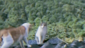 Kucing: Sudah cukup berpura-pura, aku membuka kartu sekarang