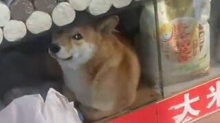 柴犬：你瞅啥？非卖品！
