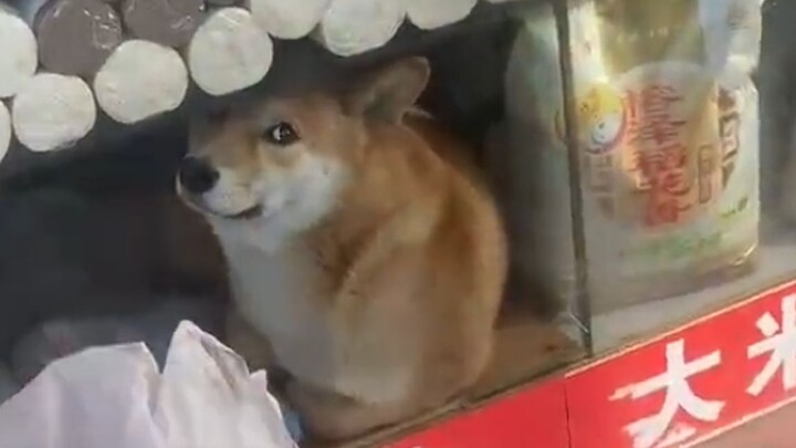 柴犬：你瞅啥？非卖品！