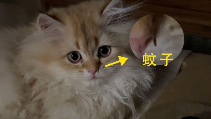 Oh no, my cat is unconscious!