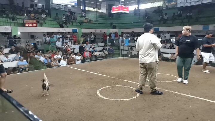 dirty Dom, fastest kill walang galos 🐓👏💪