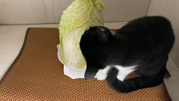 Pagi hari di musim dingin benar-benar membuatku menyerah; belakangan ini aku mengubah jadwal siaran 