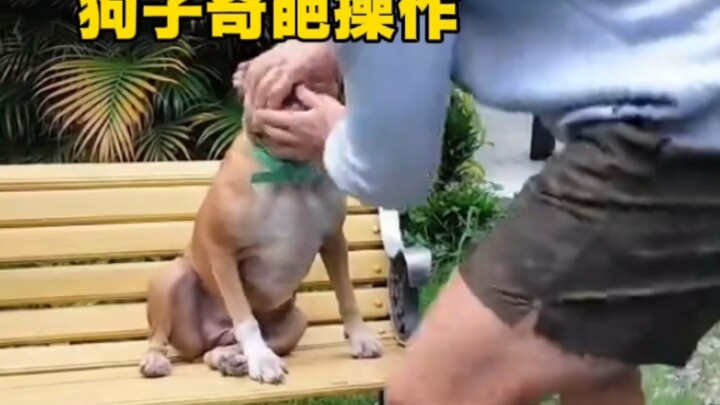 Operasi aneh si anjing