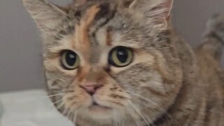 Jam berapa sekarang? Kamu ingat kamu punya kucing?