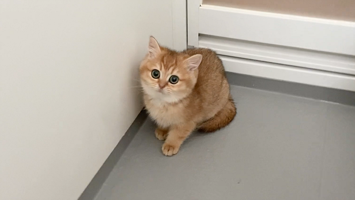 น้องแมวมีมีหลังอาบน้ำแล้วตัวเล็กลง