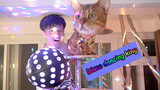 Sửa ổ mèo thành sàn disco! Mèo: Ta là vua của vũ trường đây!