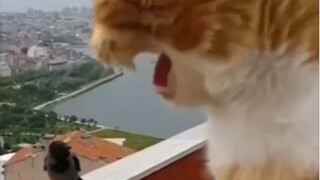 Seberapa kuat kemampuan meniru kucing kecil