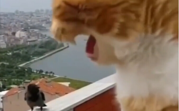 小猫咪的模仿能力有多强