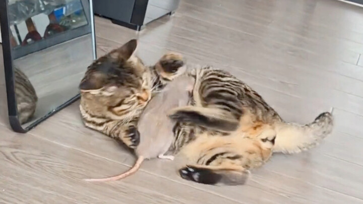 Why can Tom and Jerry be such a close family?