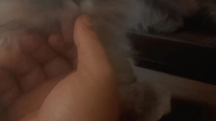 #kucingfersia#🐱