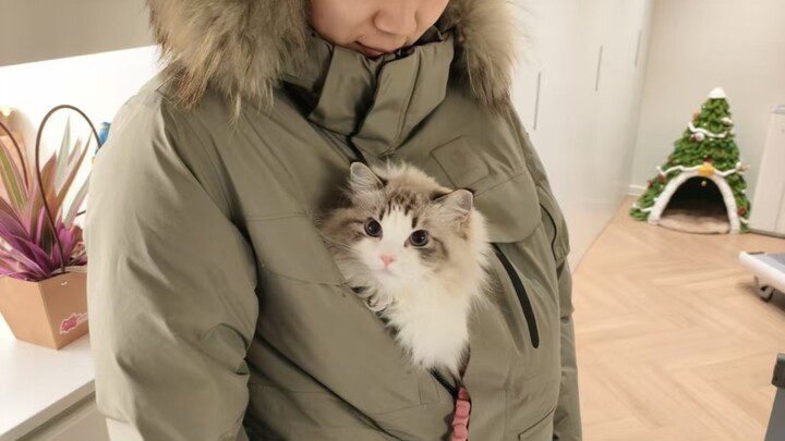 Kucing kecil: Dingin banget~