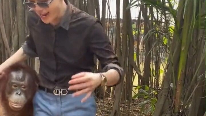 เจ้ากอริลลา! ทำอะไรน่ะ?