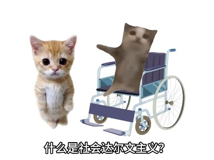 A Kitten Explains Social Darwinism
