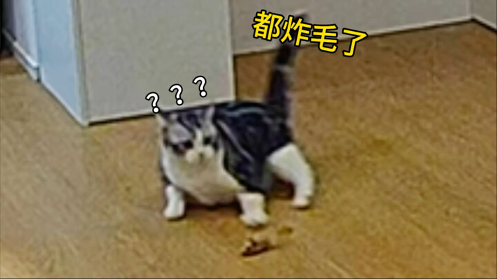 Enggak bakal pernah nyangka! Mainan kecil yang tampak biasa aja ternyata bisa bikin kucing ketakutan