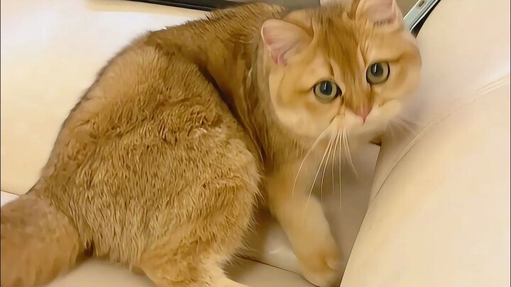 How bad is this kitten’s morning grumpiness?!