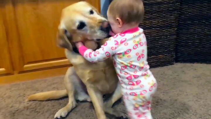 Adorable Babies Playing With Dogs and Cats - Funny Babies Compilation 2018