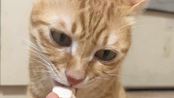 เรื่องราวก่อนหน้าของเป่าเป่ย: "ยกแก้วให้ตัวเอง"