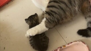 Meow: This is my first time being a mother and I don’t have much experience, so please bear with me!