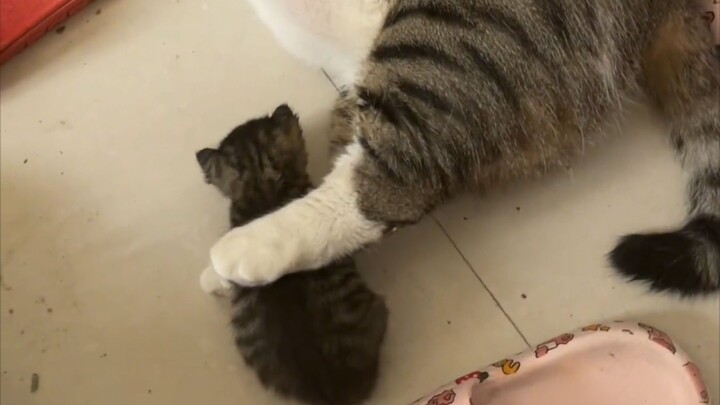 Meow: Ini pertama kalinya aku menjadi seorang ibu dan aku tidak punya banyak pengalaman, jadi mohon 