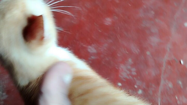 cat