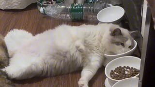 Out of ten cute cats, nine will steal their owner's water?
