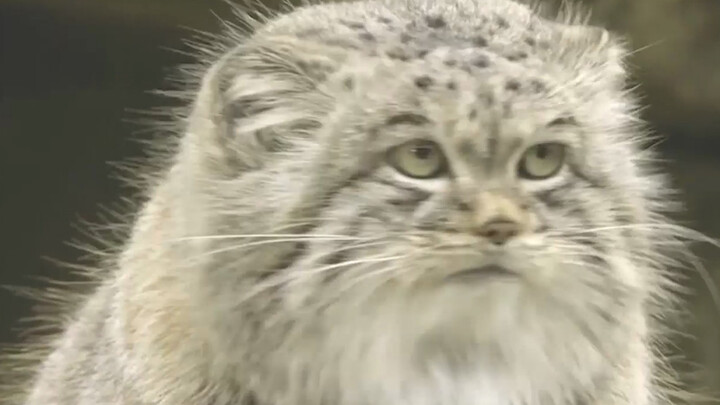 [Pallas’s Cat] What are you staring at?