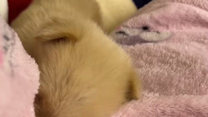 ก็ต้องให้กอดสิ ใครจะไปปฏิเสธหมาฝึกดีแบบนี้ได้ล่ะ!