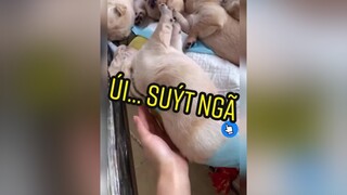 Sáng ra thì thấy thế này😂😂😂boos thúcưng chó chócon chócute chókhôn 35Video