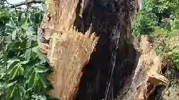Tree crashed