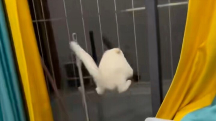 "قطة المنزل الطائرة"