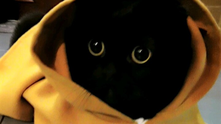 Thiên Tuế Tuế không có mũi không có miệng! Tôi biết làm sao đây?