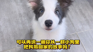 Bagaimana cara memilih Border Collie dengan penampilan seperti seorang putri?