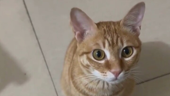 Con mèo nhỏ màu vàng phân chó này tính cách tuyệt nhất luôn!