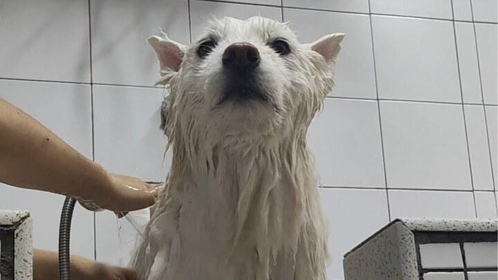 Chó Samoyed sau khi tẩy trang xấu quá đi mất