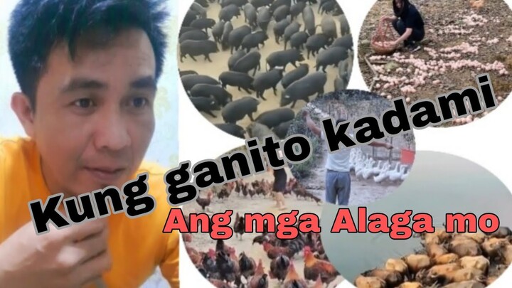 Kung ganito kadami Alaga mo_Baboy_manok_kalabaw_pato_kambing_manok