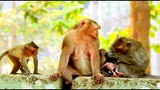 Baby Monkey Delena Was Interested By Ashley and Orphan Baby Maci, Young Mum DeeDee Groom Baby