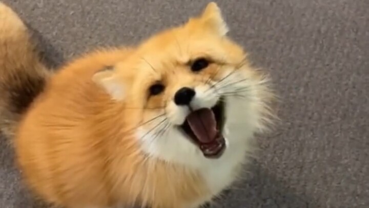 I was charmed by the fox.